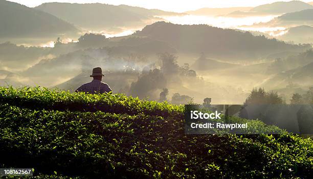 Bela Manhã - Fotografias de stock e mais imagens de Folhas de Chá - Folhas de Chá, Adulto, Agricultor