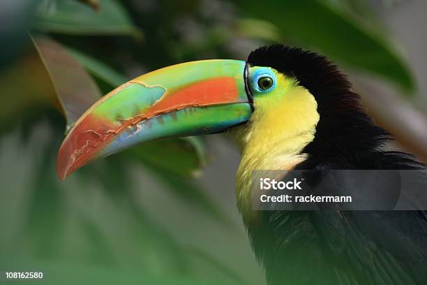 Photo libre de droit de Coloré Toucan banque d'images et plus d'images libres de droit de Toucan - Toucan, Animaux à l'état sauvage, Bec