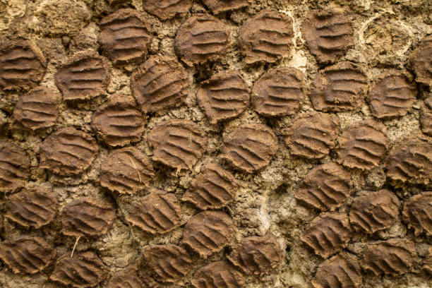 Dried cow dung cakes Dried cow dung cakes on rural house wall. cow dung stock pictures, royalty-free photos & images