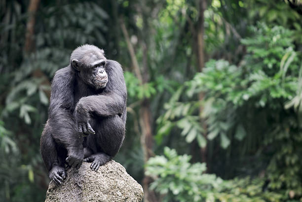 Schimpansen-Gattung – Foto