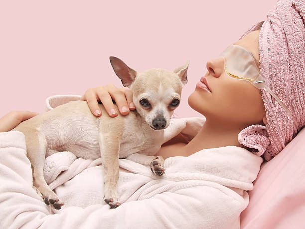 リラックス効果のある美容 - dog chihuahua pampered pets pets ストックフォトと画像