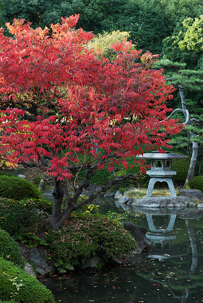 istock Japanese Maple Tree and Garden Pond 108162789
