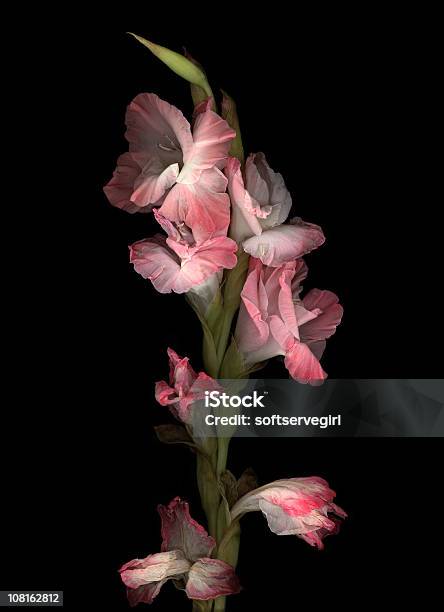 Różowy Gladiolas Wody - zdjęcia stockowe i więcej obrazów Mieczyk - Mieczyk, Kwiat - Roślina, Zwiędnięty