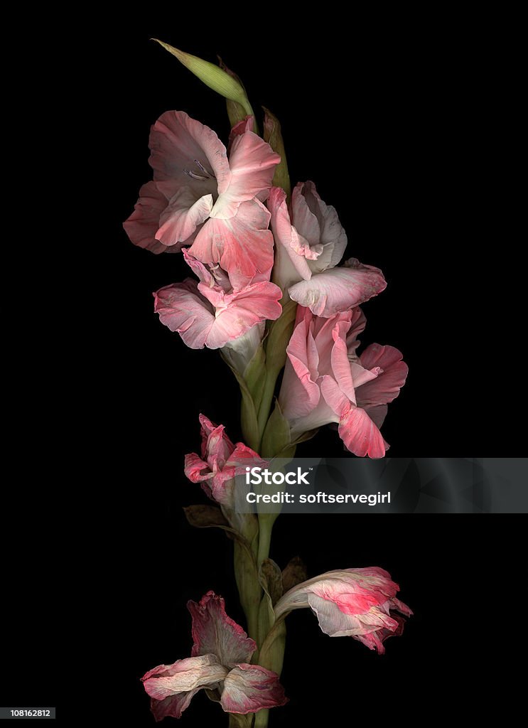 Água-de-rosa gladiolas - Royalty-free Gladíolo Foto de stock