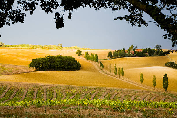 automne dans la campagne gascogny, france - sunflower field scenics landscape photos et images de collection