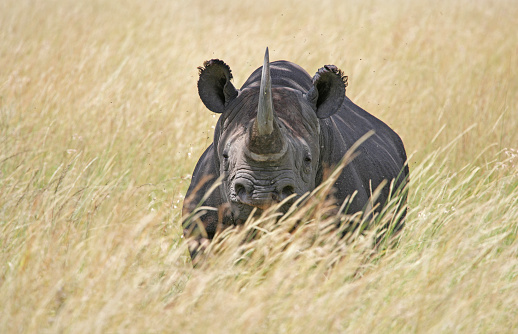 White rhinoceros, square rhinoceros or rhino (Ceratotherium simum) . South Africa