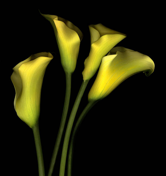 4개의 노란색 Lillies 스톡 사진