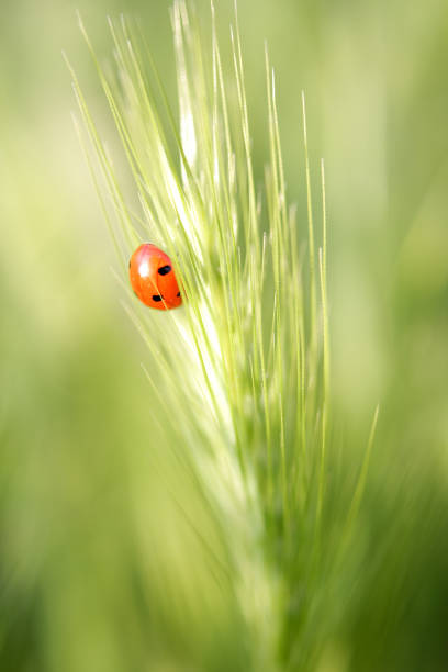 Ladybug on Daisy.