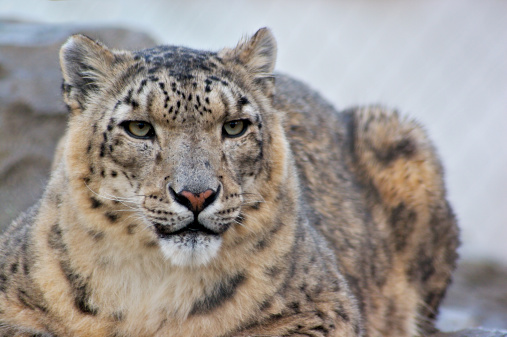 Crouching adult snow leopard, panthera uncia, with foliage habitat background. This vulnerable big cat is indigenous to the mountains of central and south Asia.