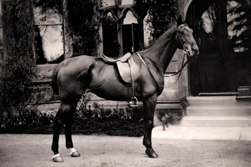 Portrait of white Lipizzaner stallion, Lipica, Slovenia, black and white image