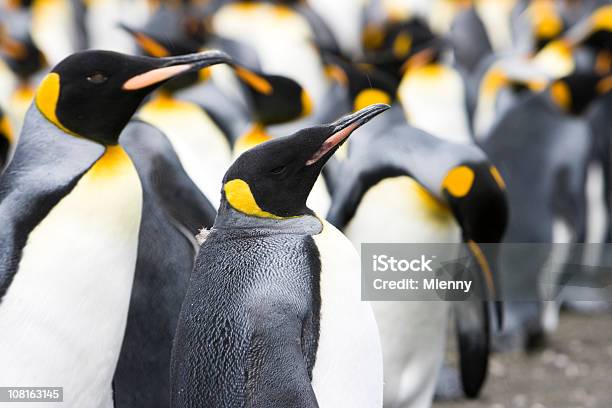 Immagine Di - Fotografie stock e altre immagini di Pinguino imperatore - Pinguino imperatore, Dormire, Antartide