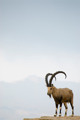 Mountain goat standing on narrow rock outcrop