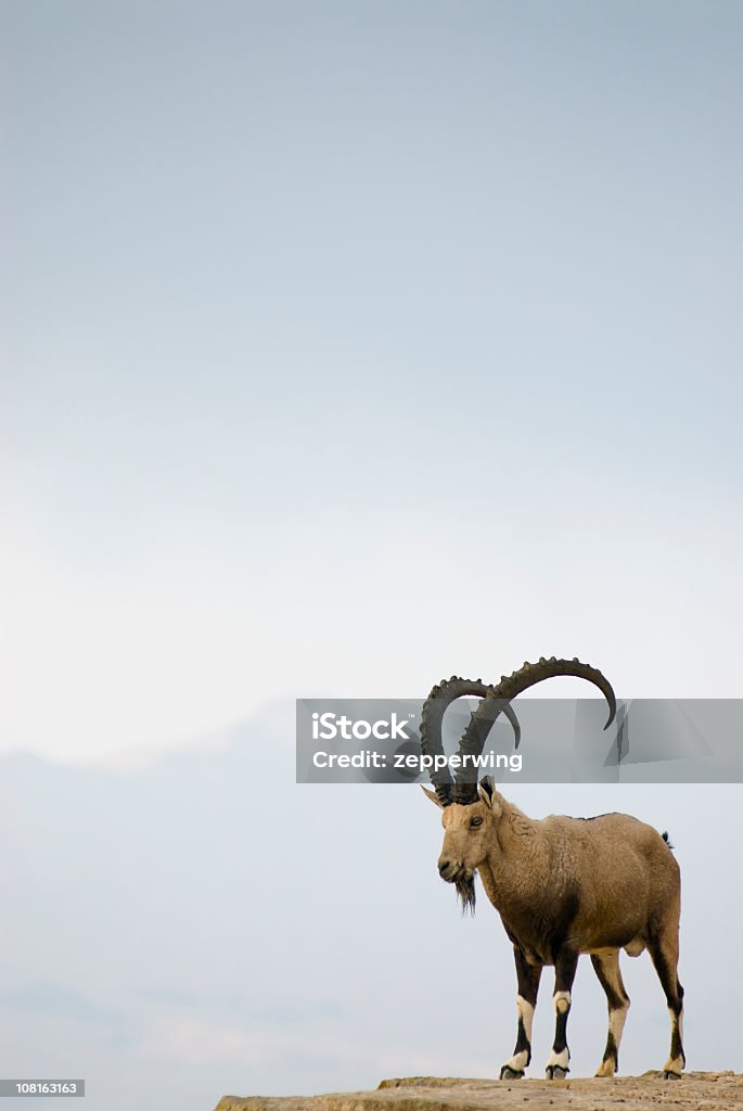 Ram Tough - Royalty-free Bouquetin Foto de stock