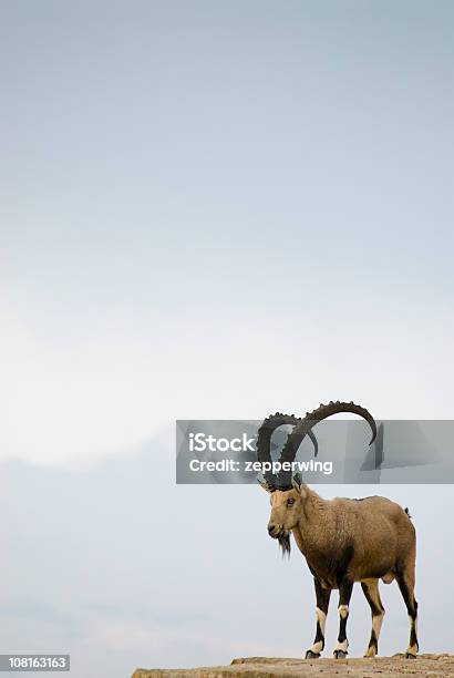 Ram Tough - Fotografias de stock e mais imagens de Bouquetin - Bouquetin, Penhasco - Caraterísticas do Território, Carneiro - Animal macho