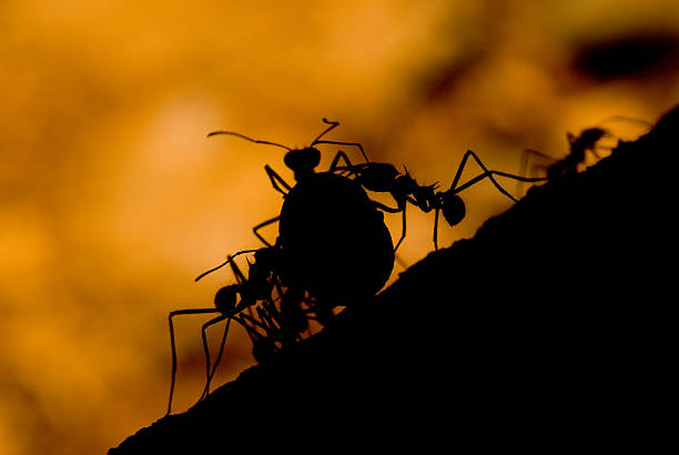 Ants climbing up to milk the aphids