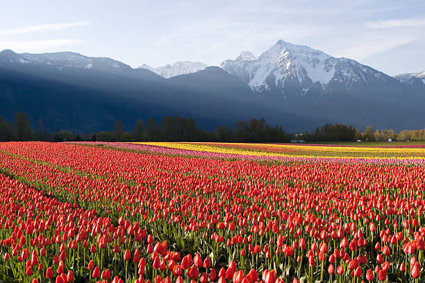 istock Red Tulip Field at Sunrise 108163242