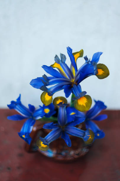blue iris flowers bouquet close up, rustical still life