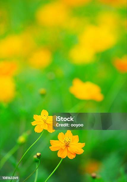 Naranja Flores Sobre Fondo Verde Foto de stock y más banco de imágenes de Naranja - Color - Naranja - Color, Aire libre, Belleza de la naturaleza