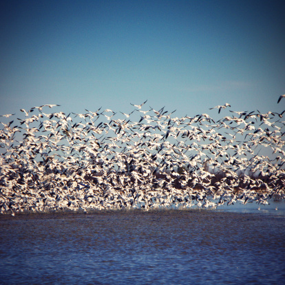 Canadian geese taking off, scared by an intruder...