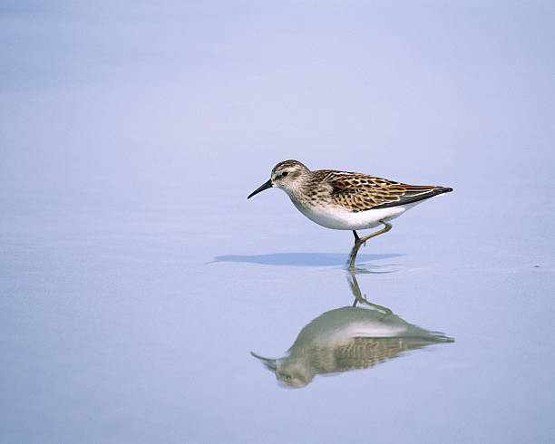 Peep Sandpiper in Water