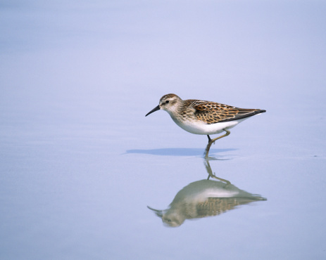  A thin sheet of water reflects the powder blue sky and the image of a Least Sandpiper, a shadow appears in the sand beneath. One of the species of small sandpipers known as 'Peep Sandpipers\