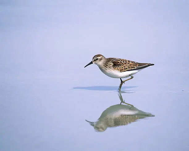  A thin sheet of water reflects the powder blue sky and the image of a Least Sandpiper, a shadow appears in the sand beneath. One of the species of small sandpipers known as 'Peep Sandpipers". Calidris minutilla (Fall juvenile)