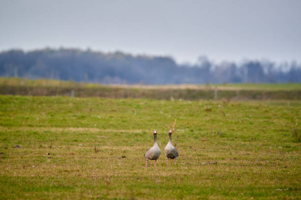 istock Greylag goose on the field 1081633970