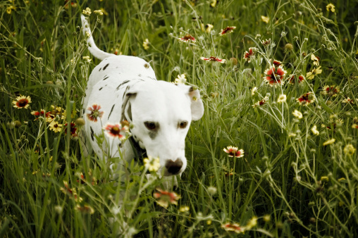 Dalmatian in Wildflowers 

[url=http://www.istockphoto.com/file_search.php?action=file&lightboxID=7622431][IMG]http://img716.imageshack.us/img716/3359/vettabanner.jpg[/IMG][/url]