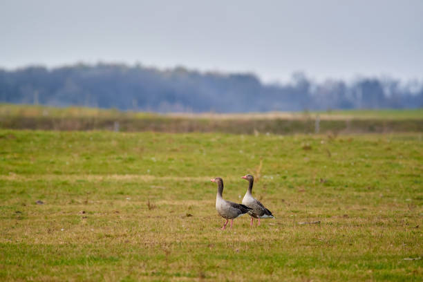 istock Greylag goose on the field 1081635530