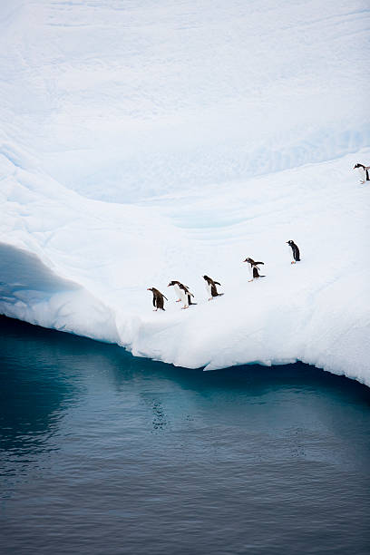 pinguine auf eisberg in der nähe von wasser - eisberg eisgebilde stock-fotos und bilder