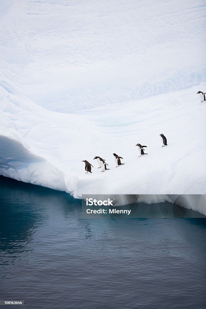 Penguins su Iceberg vicino all'acqua - Foto stock royalty-free di Pinguino