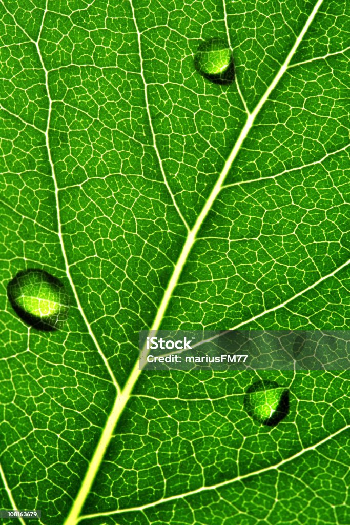 Hoja las venas - Foto de stock de Agua libre de derechos