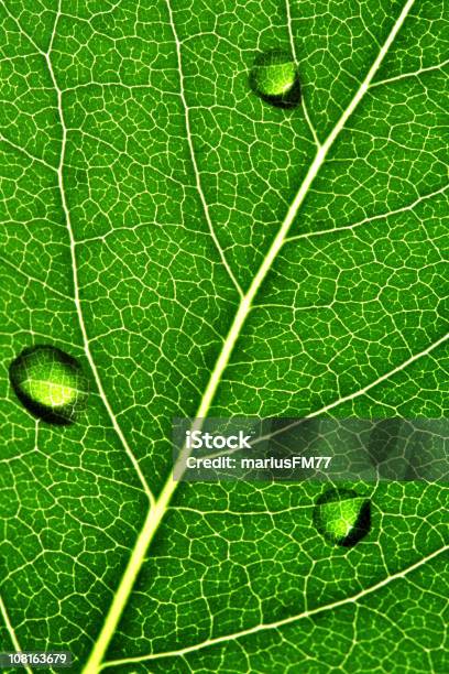 Hoja Las Venas Foto de stock y más banco de imágenes de Agua - Agua, Aire libre, Color - Tipo de imagen