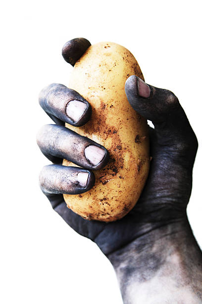 istock Dirty Man's Hand Holding Potato, Isolated on White 108163688