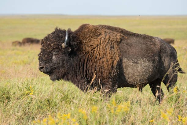 istock Bison Bull, Tallgrass Prairie Preserve, OK 1081637244
