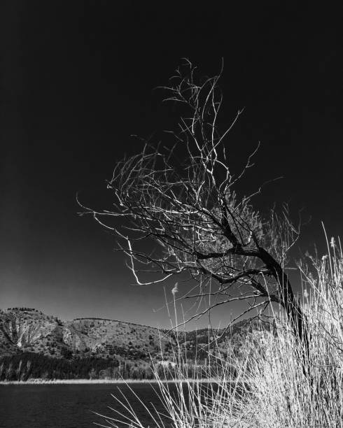 istock naked tree next to lake 1081637274
