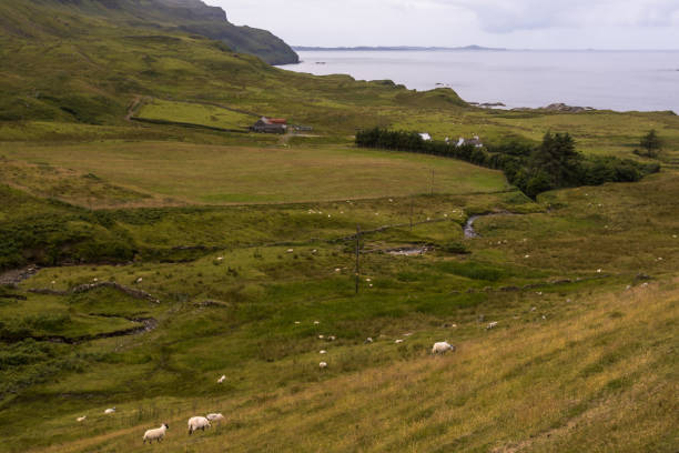 istock Domestic sheeps on pasture in Highlands Scotland 1081637564
