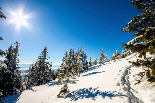 istock Snow covered pine trees in Carpathian mountains in winter sunny day. 1081641542
