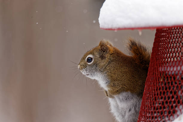istock American Red Squirrel on a Feeder 1081647798