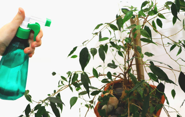 istock Ficus benjamin. Care for ficus at home 1081652936