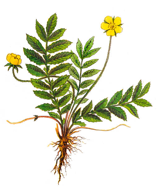 Argentina anserina ,known by the common names "silverweed", common silverweed or silver cinquefoil Illustration of a Argentina anserina ,known by the common names "silverweed", common silverweed or silver cinquefoil potentilla anserina stock illustrations