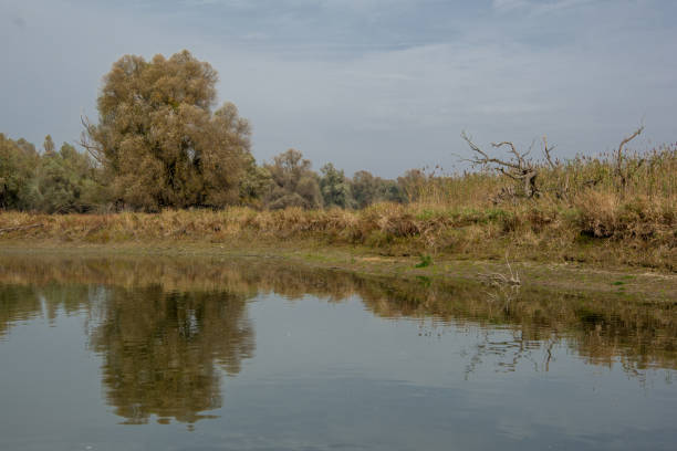istock Landscape view of river and trees in the background. 1081656802
