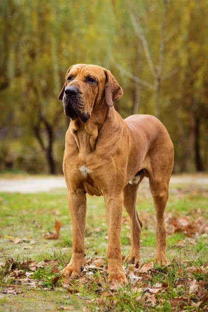 retrato de perro fila brasileiro, escena de otoño - molosser fotografías e imágenes de stock