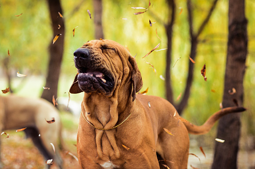 Portrait of a golden retriever and boxer dog.