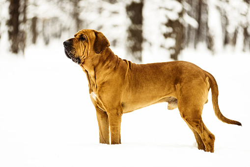 beautiful Corgi dog with its red puppy runs merrily through white snowdrifts