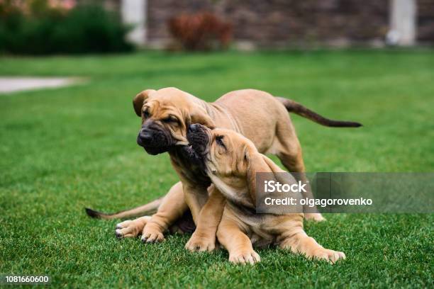 Two Fila Brasileiro Puppies Having Fun Stock Photo - Download