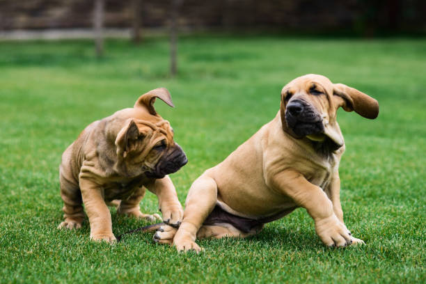istock Two Fila Brasileiro (Brazilian Mastiff) puppies having fun 1081660814