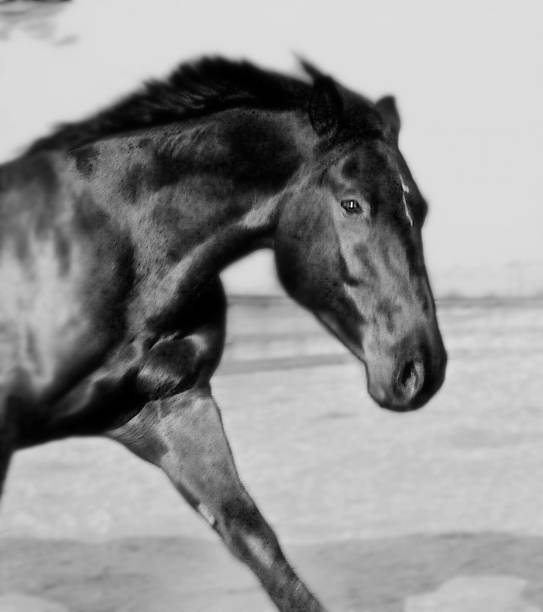 istock Horse - Louie 1081662702