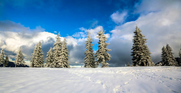istock Winter mountain landscape with snow covered pine trees and low clouds 1081664594