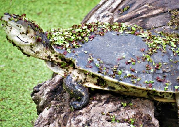 istock Aquatic Turtle on the lakeside. 1081665628